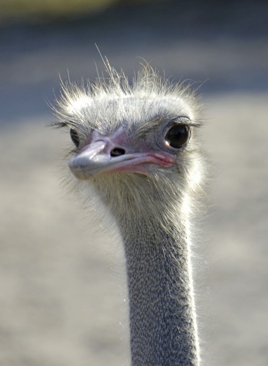 emu emu head bird free photo