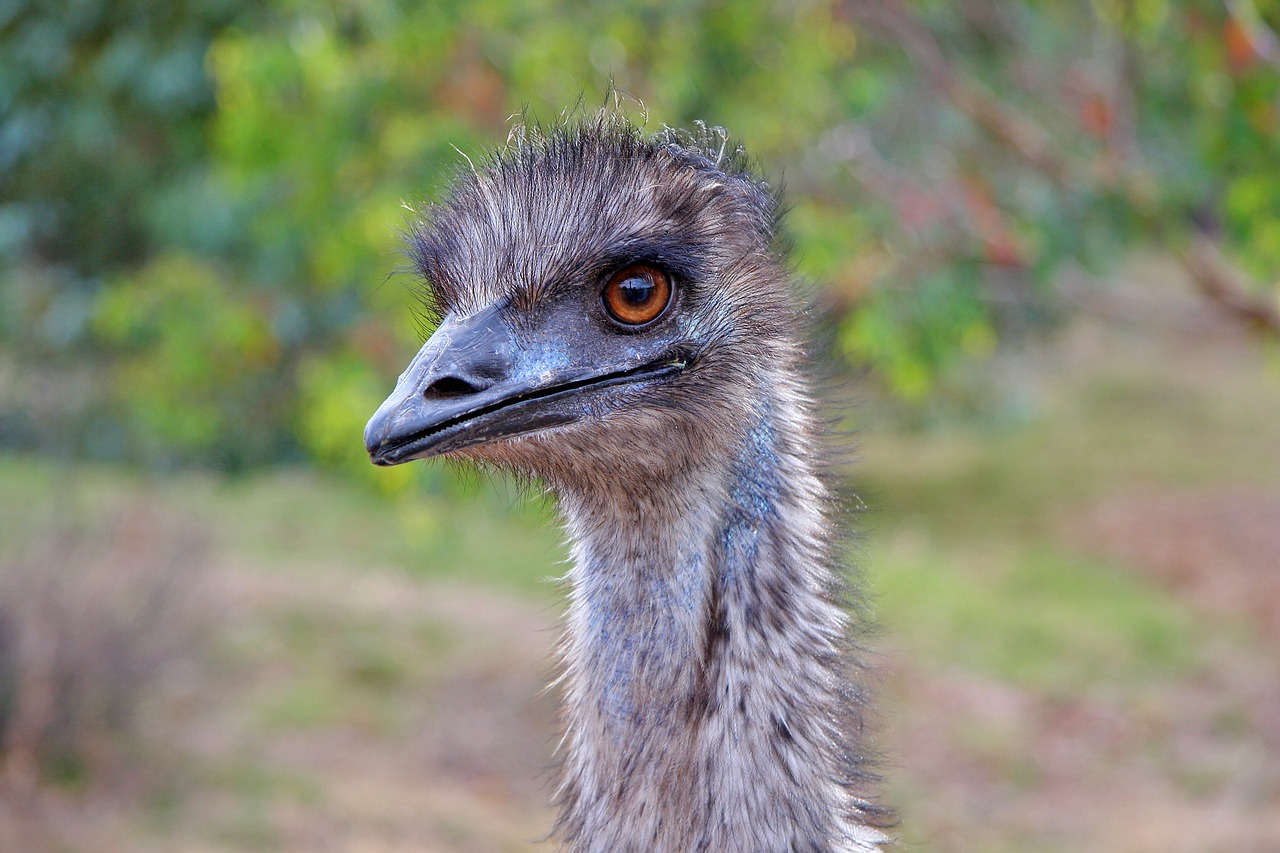 emu australia bird free photo