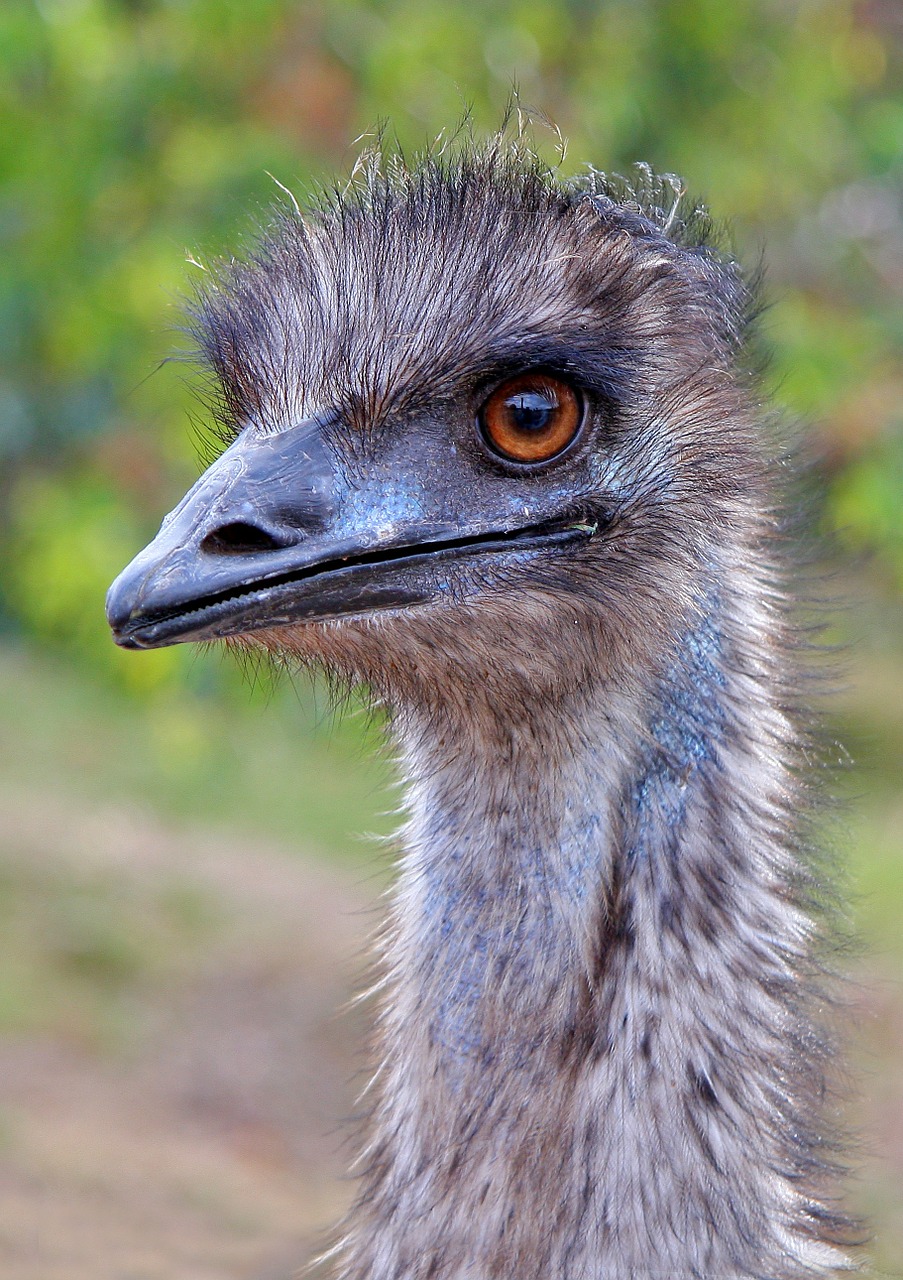 emu australia western australia free photo