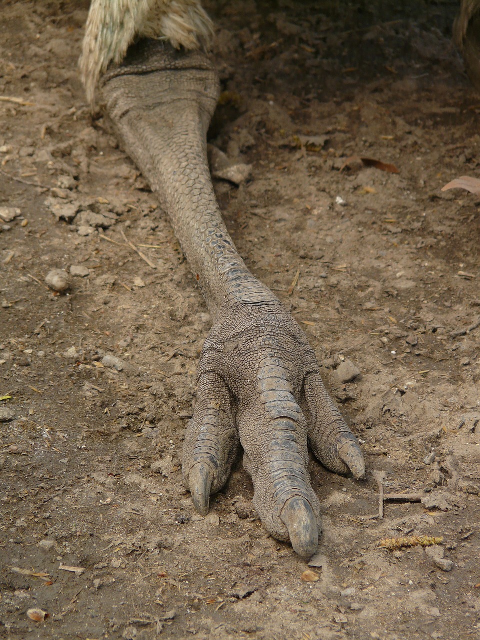emu foot claw free photo