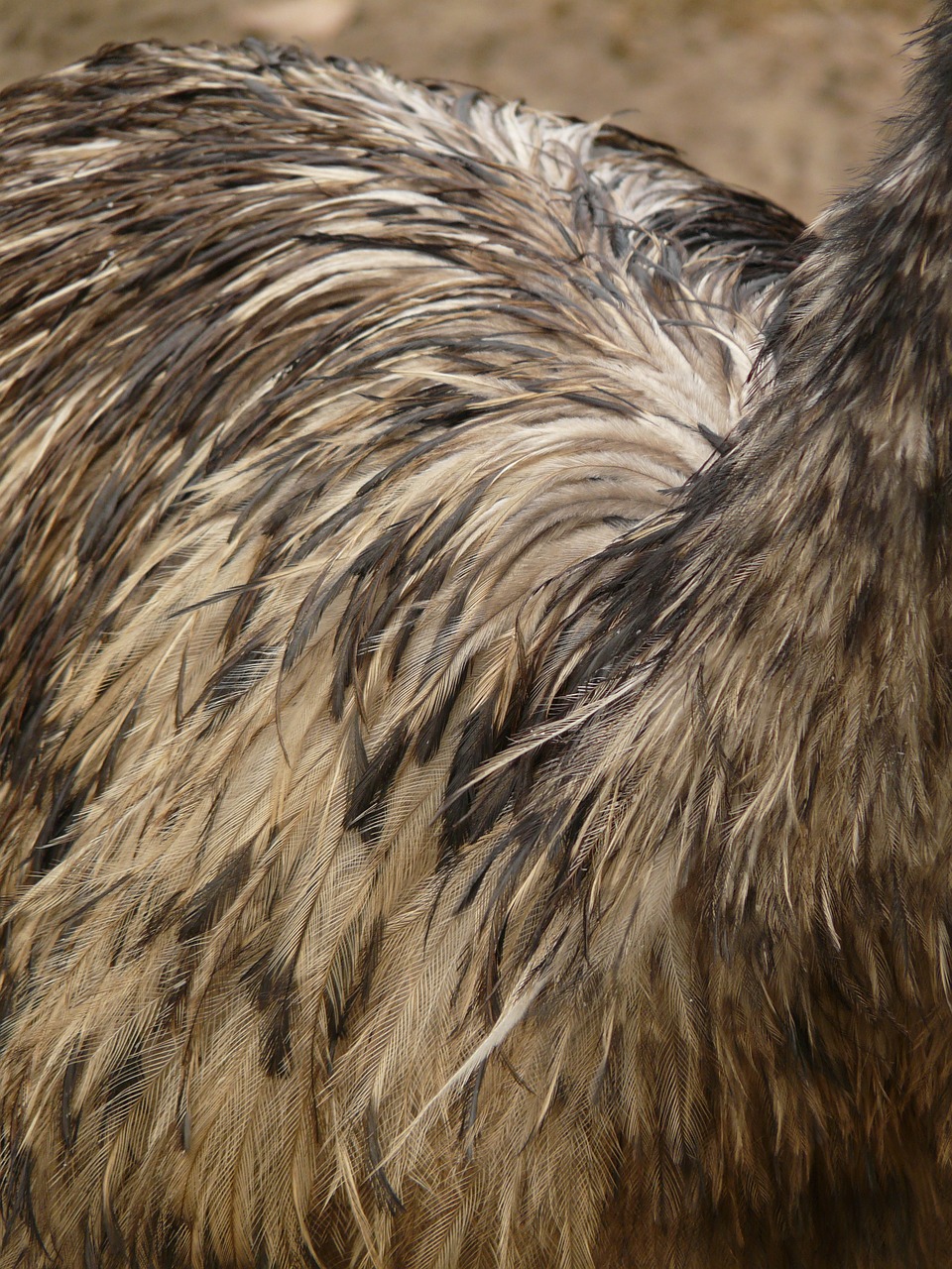 emu plumage bird free photo