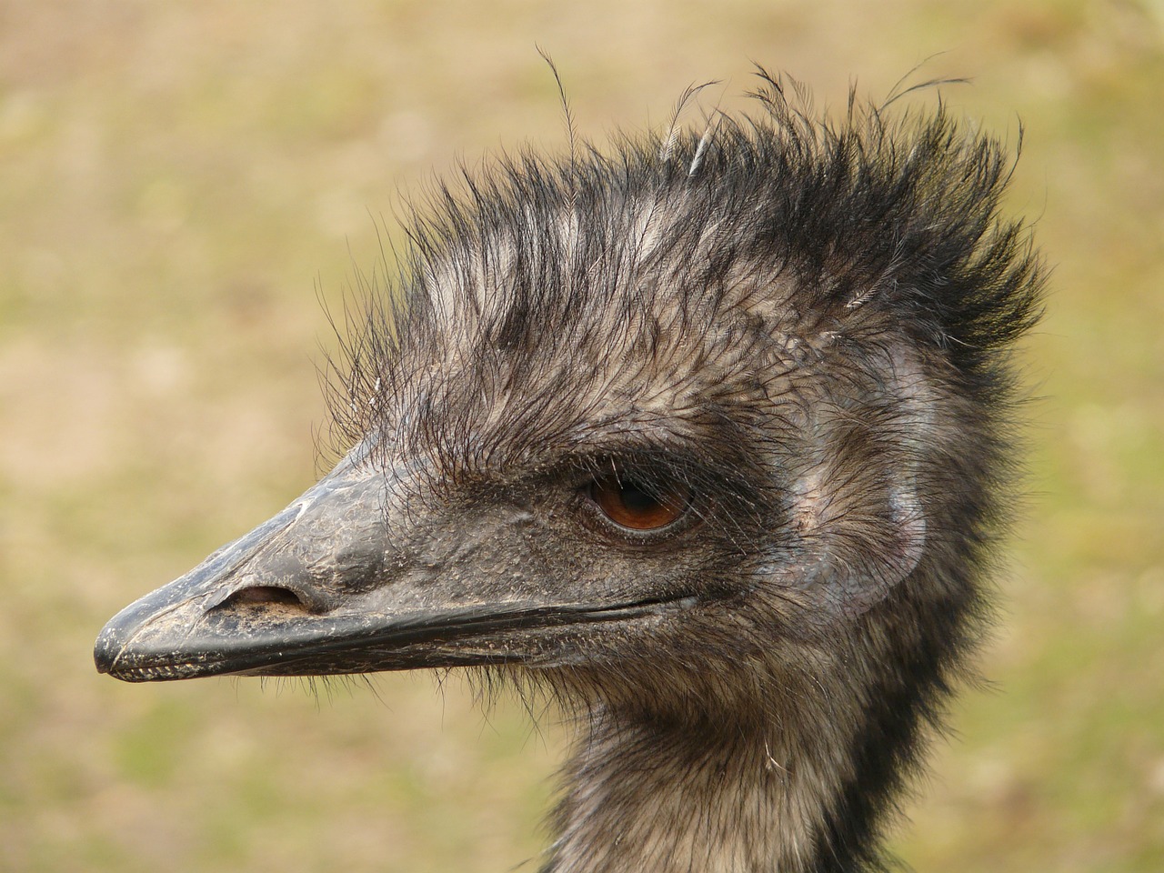 emu head bill free photo