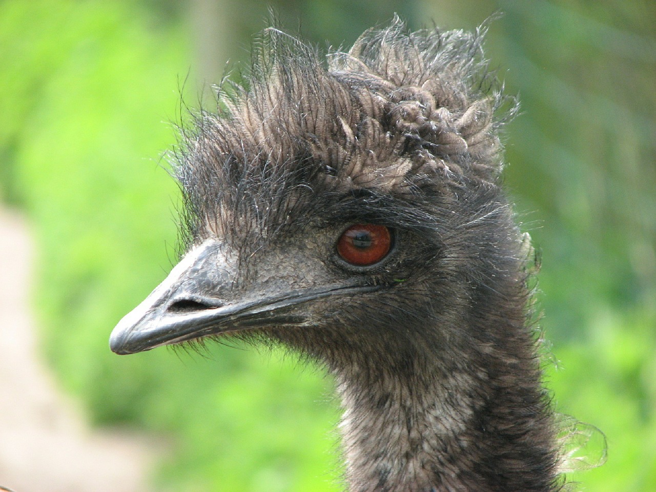 emu bird nature free photo