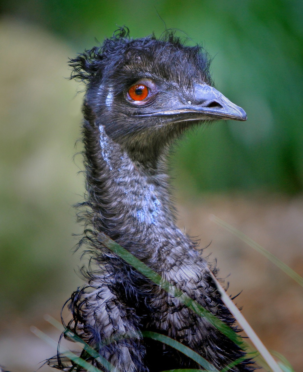 emu australia dromaius novaehollandiae free photo
