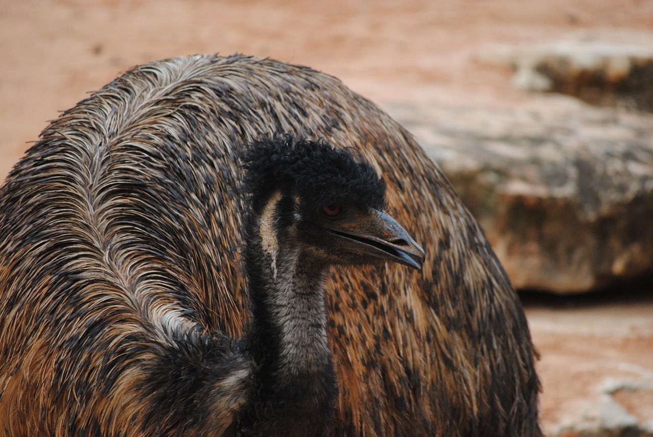 emu brown bird free photo