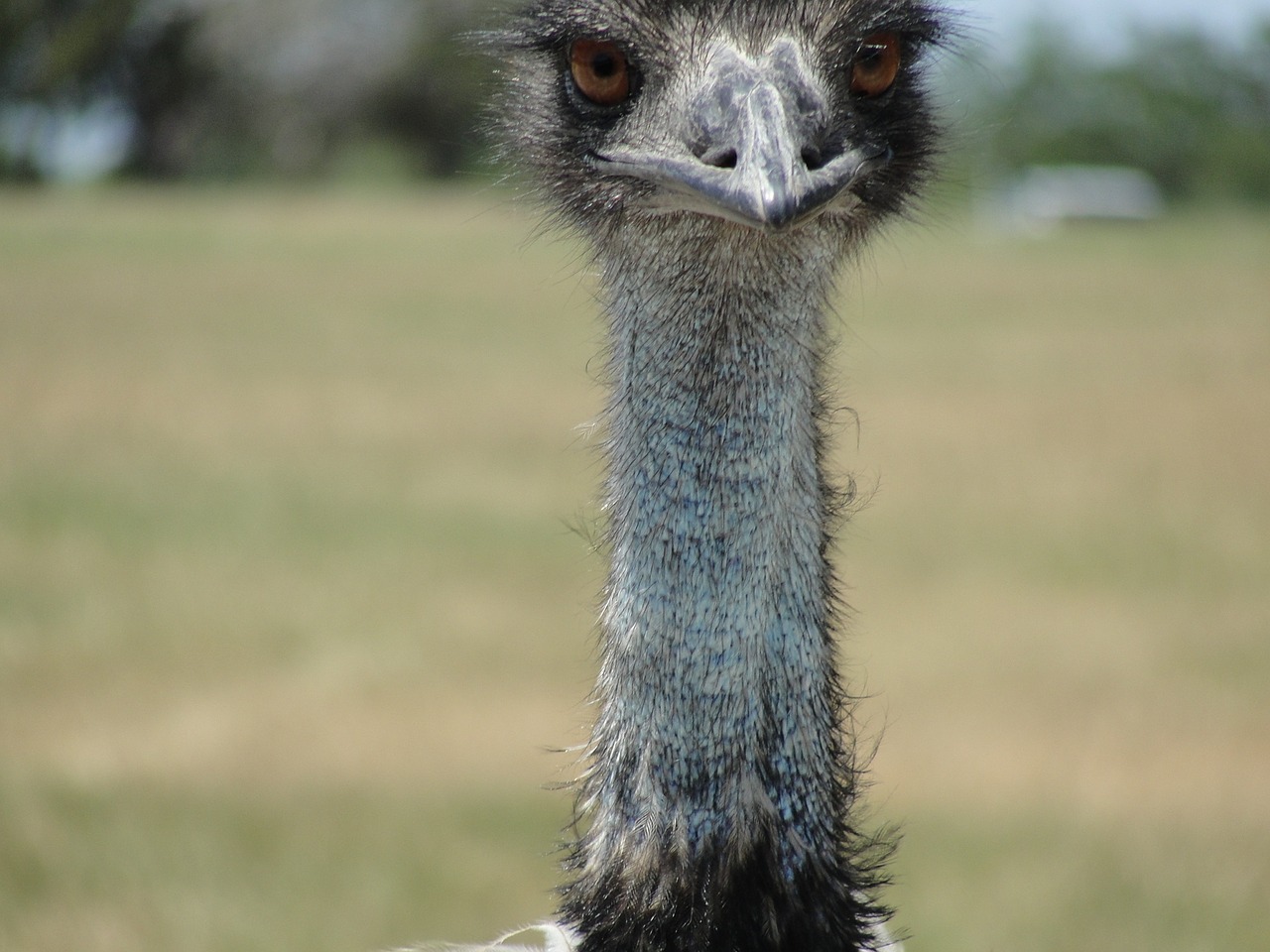 emu bird animal free photo