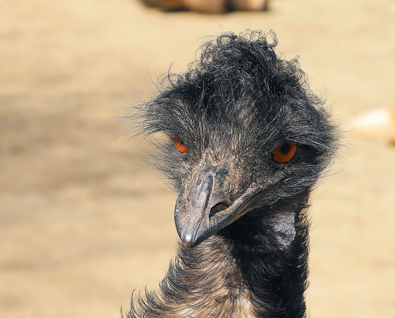 emu portrait head free photo