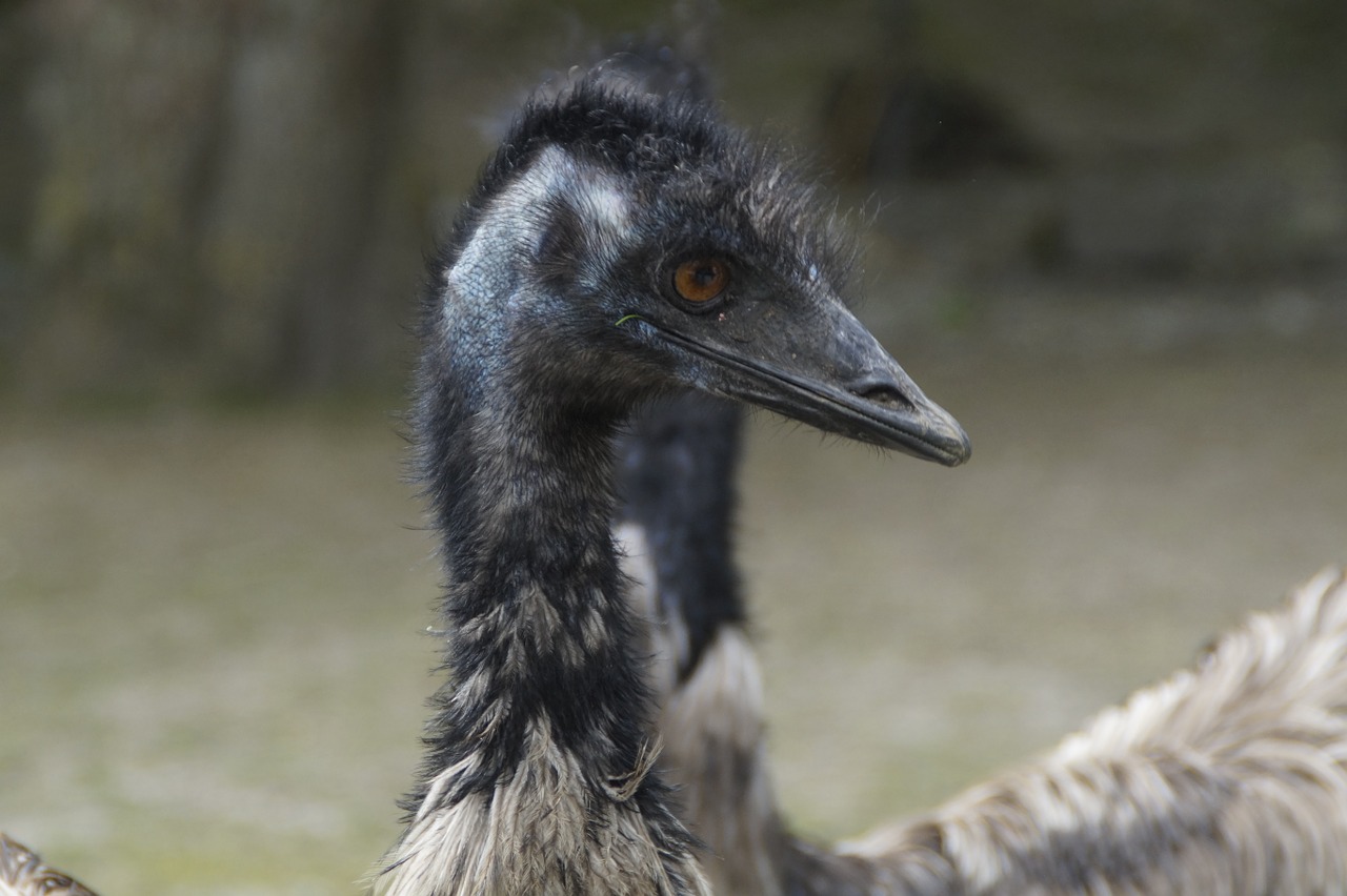 emu flightless bird bird free photo