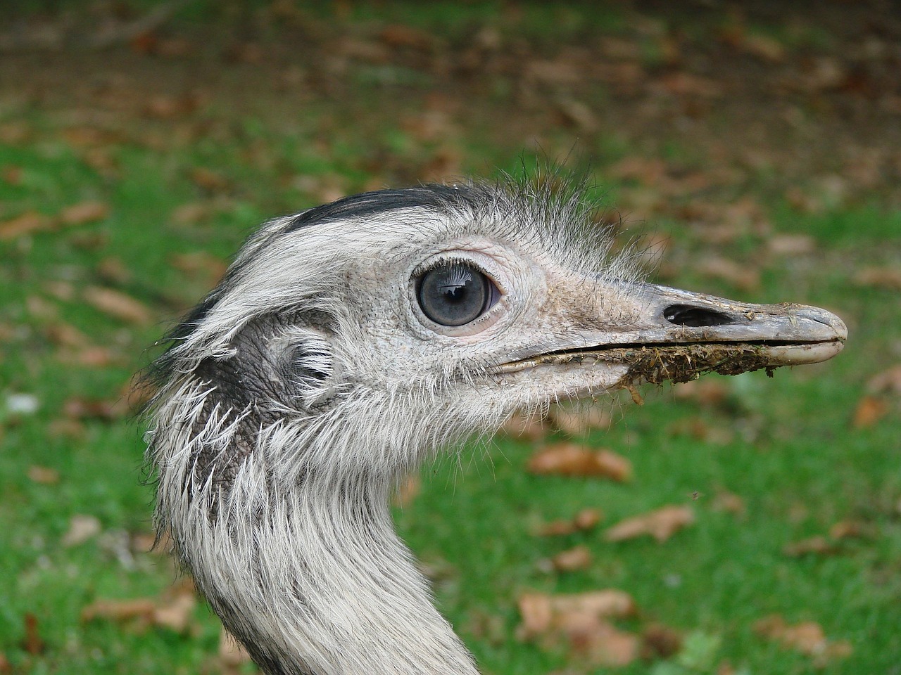 emu wild animal bird free photo