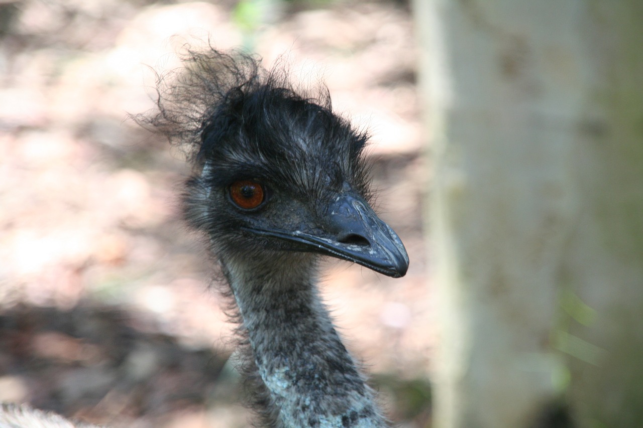emu bird wildlife free photo
