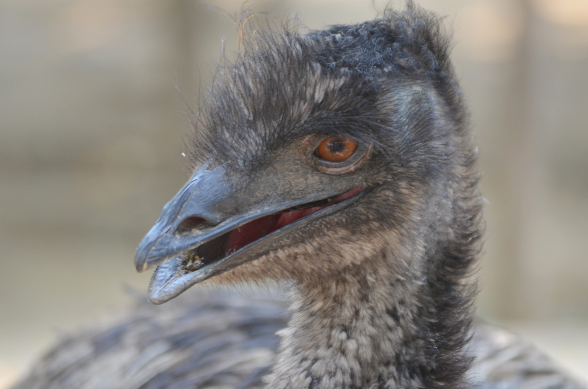 animals bird emu free photo