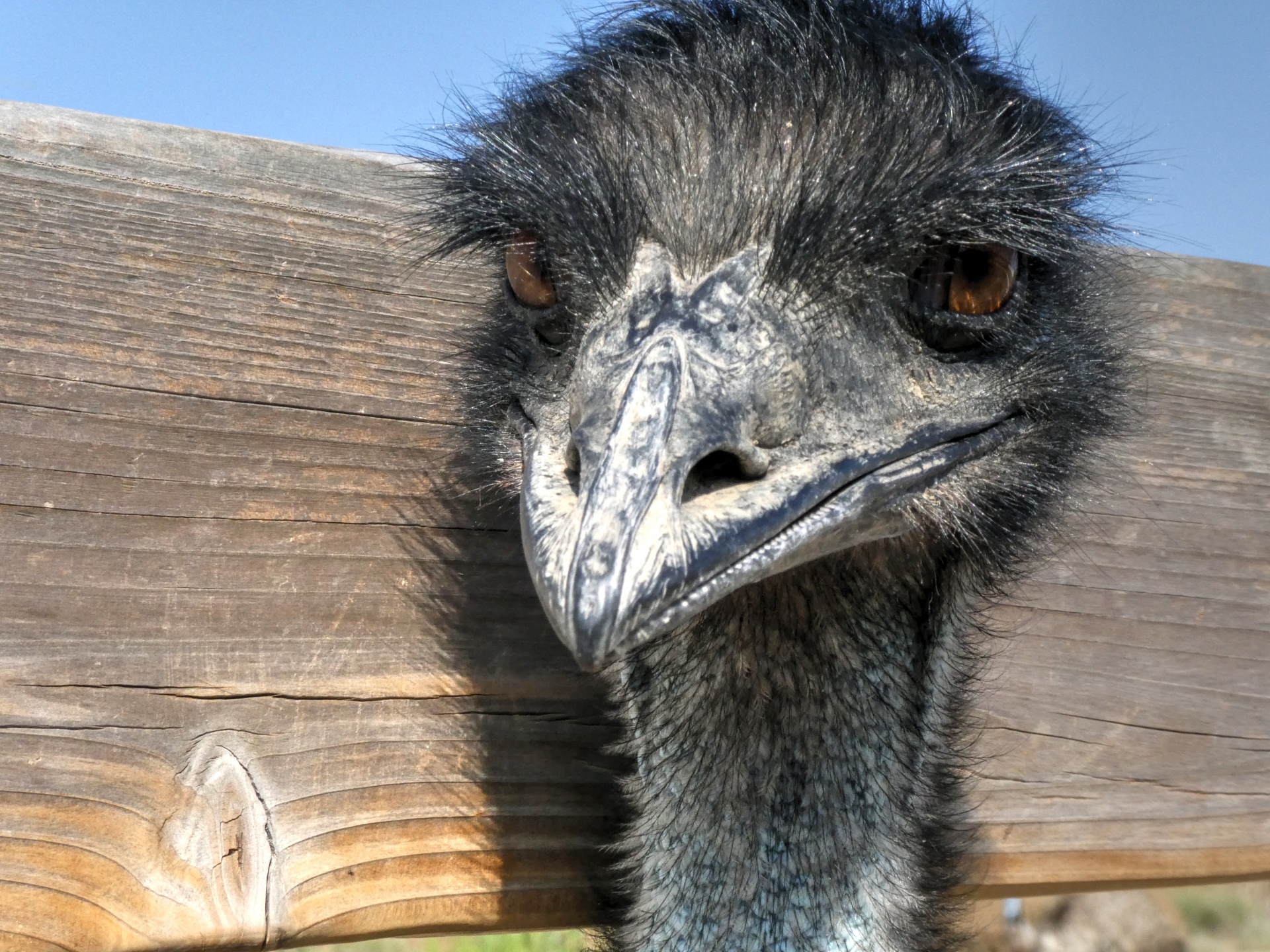 emu bird birds free photo