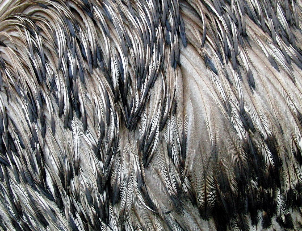 emu feathers ostrich emu bird free photo