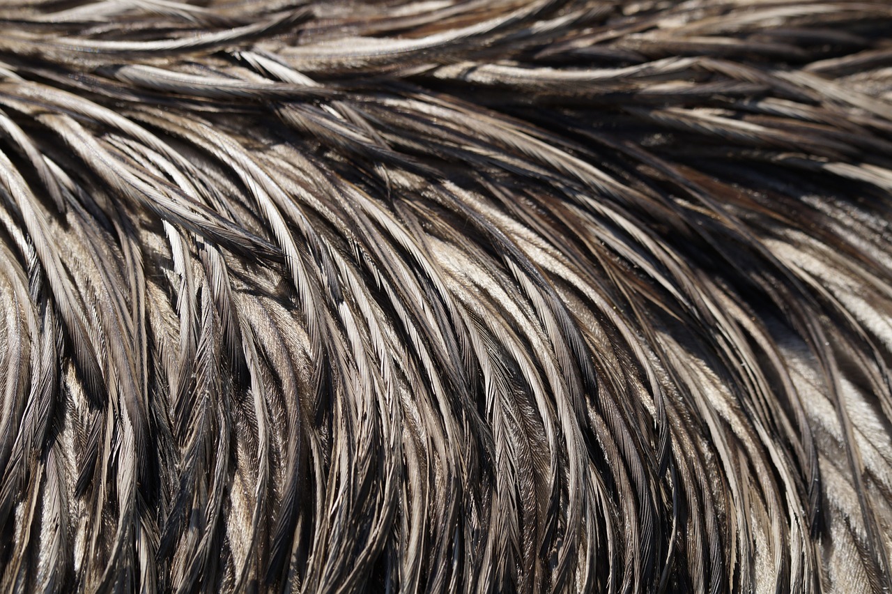 emu feathers emu feather free photo