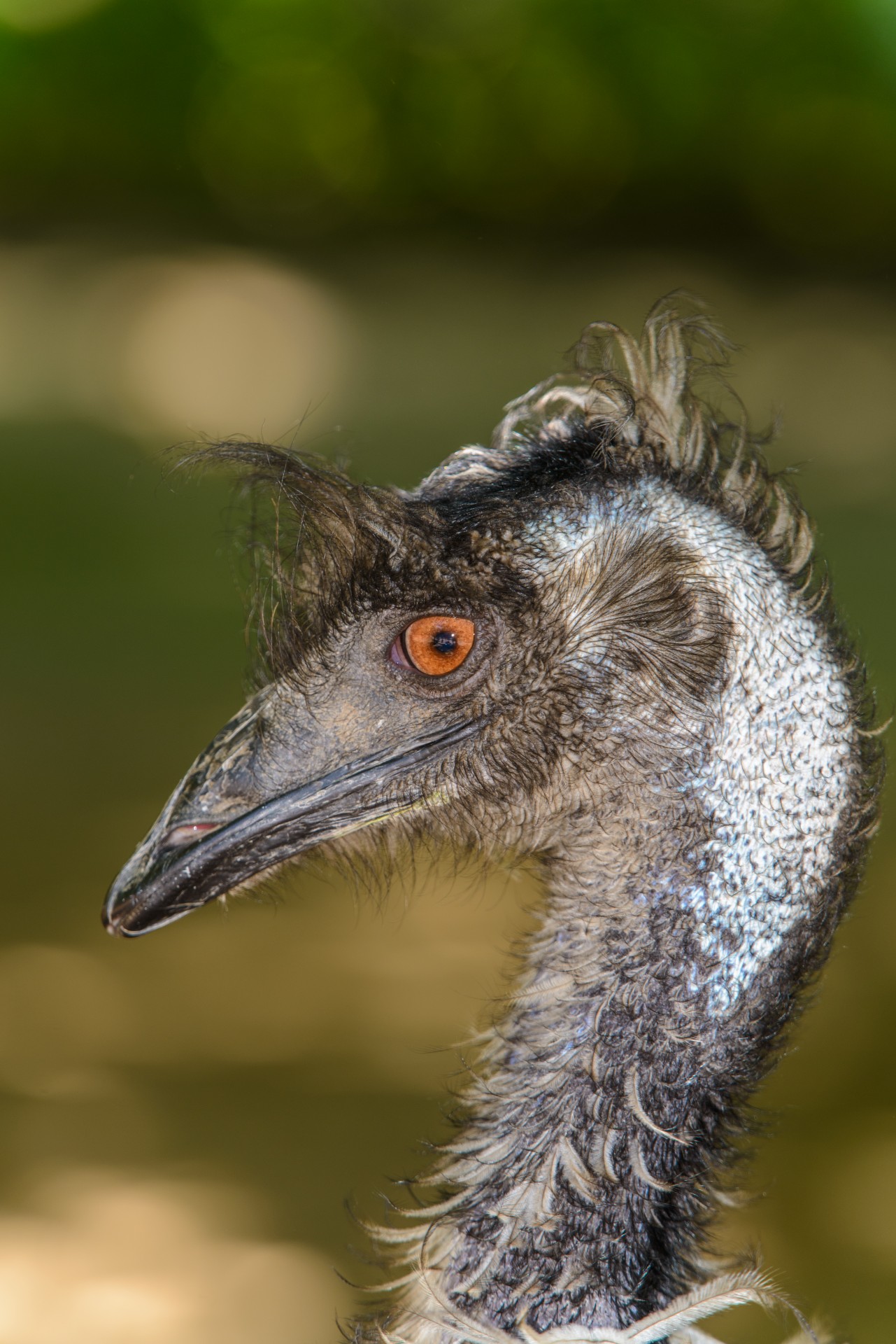 dromaius novaehollandiae emu brown portrait free photo