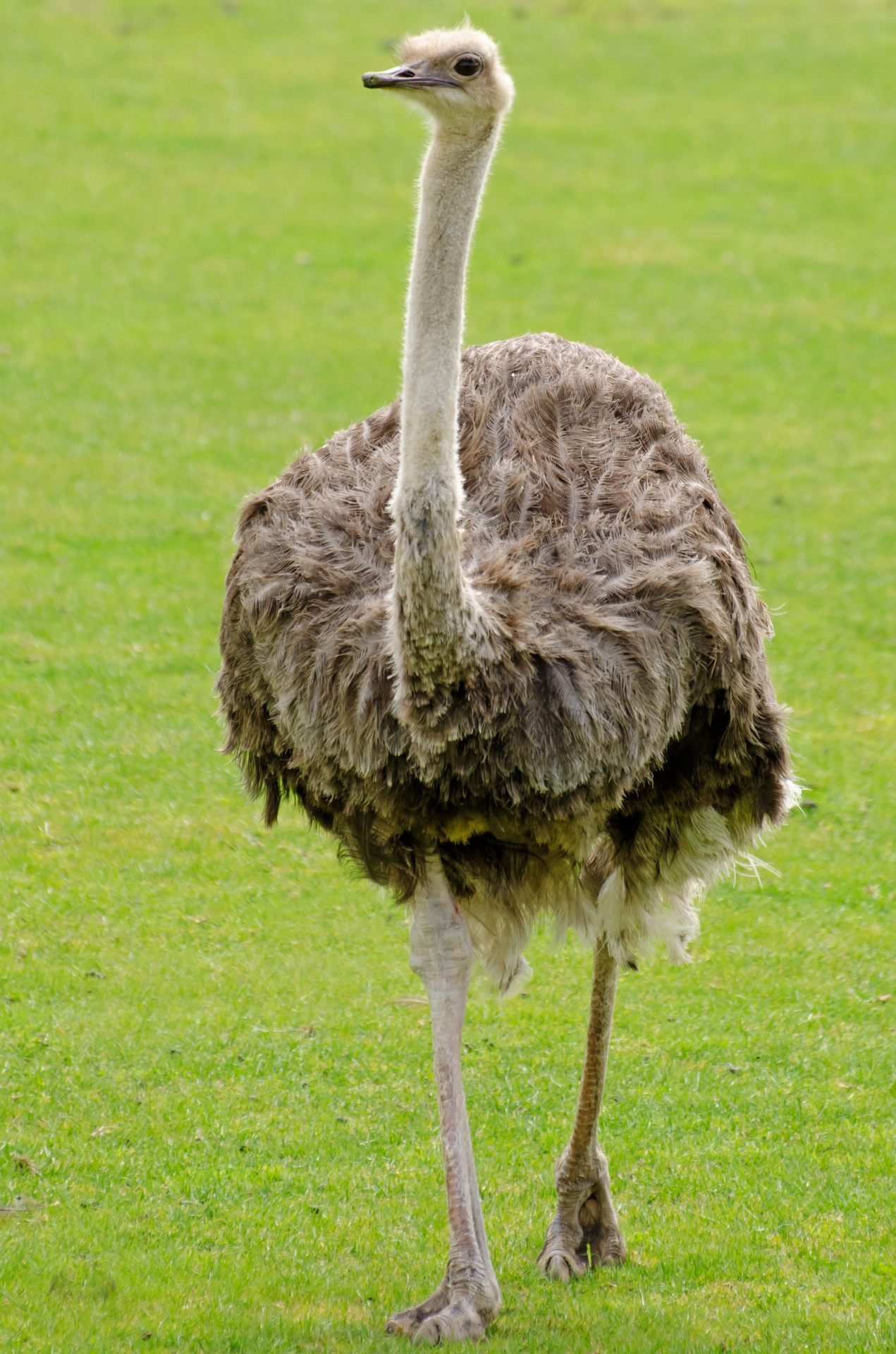 emu ostrich neck free photo