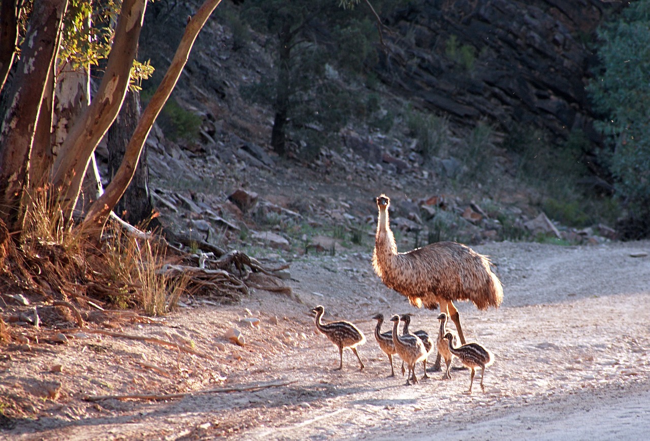 emus australia bird free photo