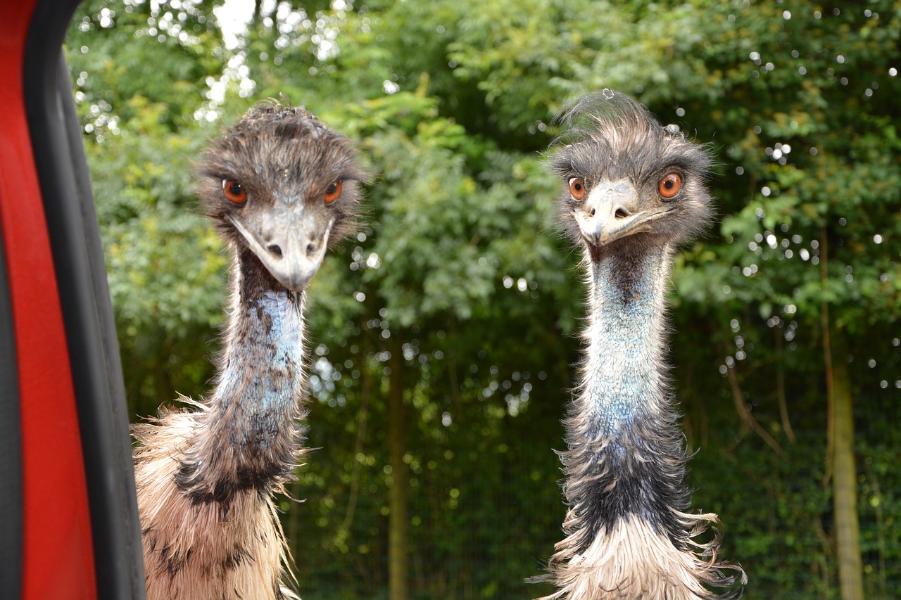 emus emu big bird free photo