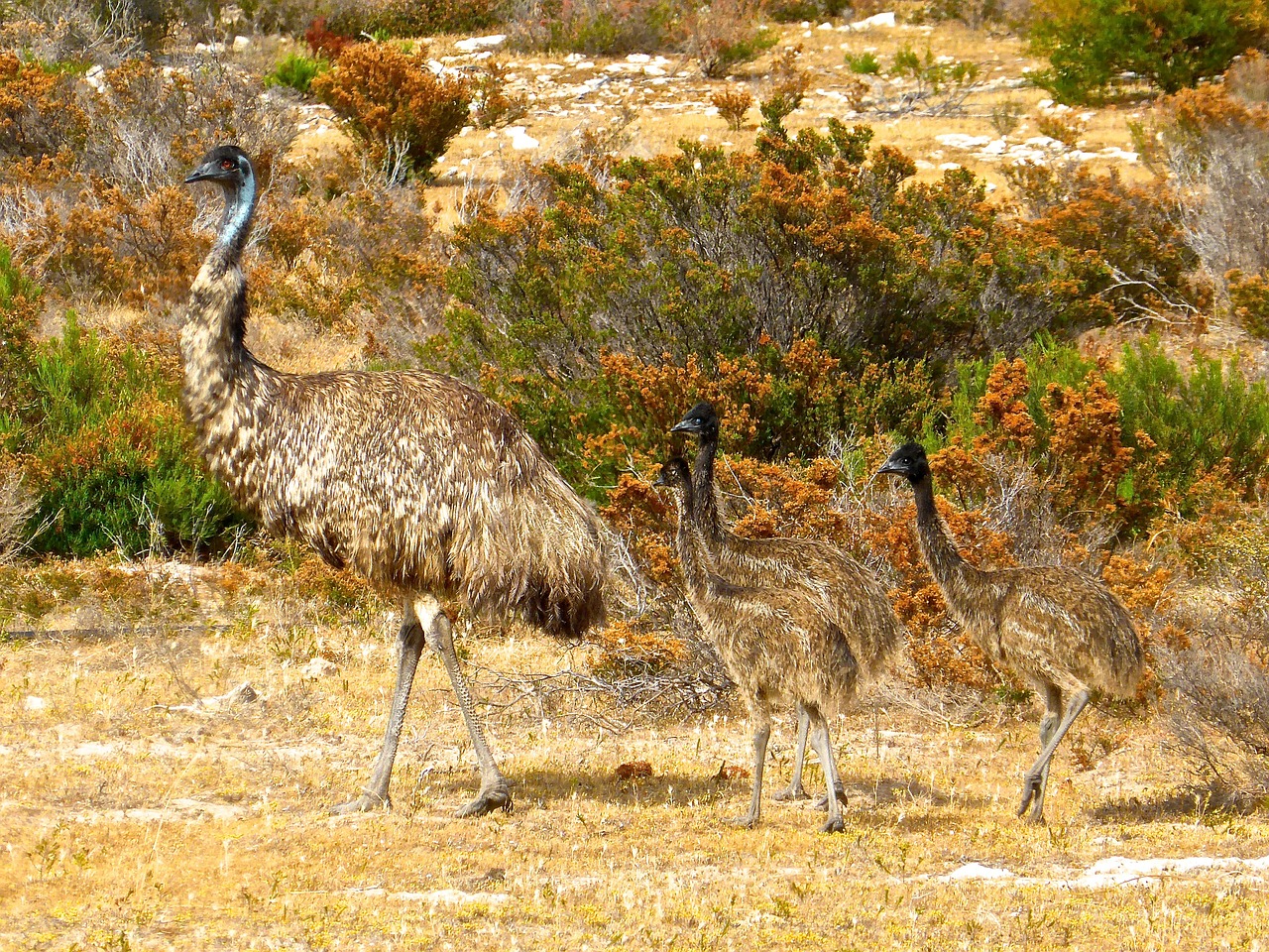emus birds flightless free photo