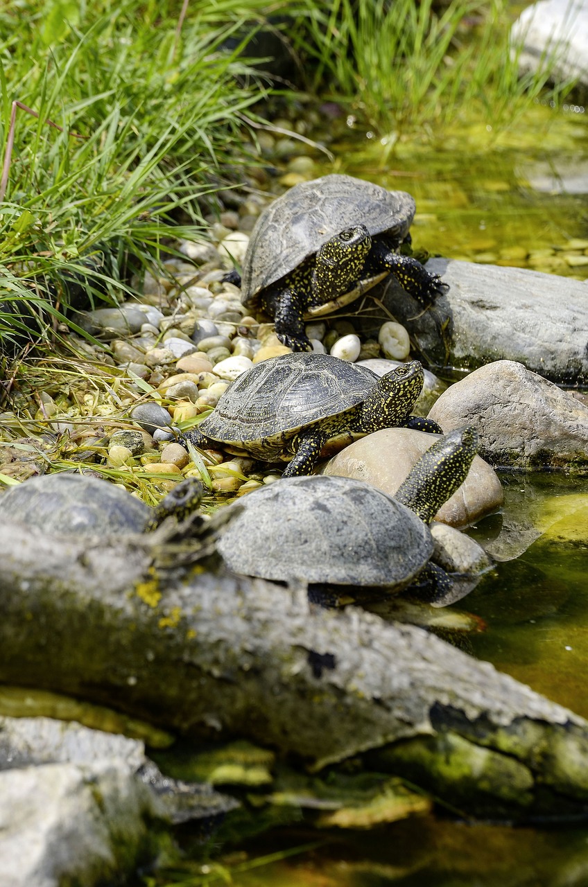 emys orbicularis european marsh turtle turtle free photo