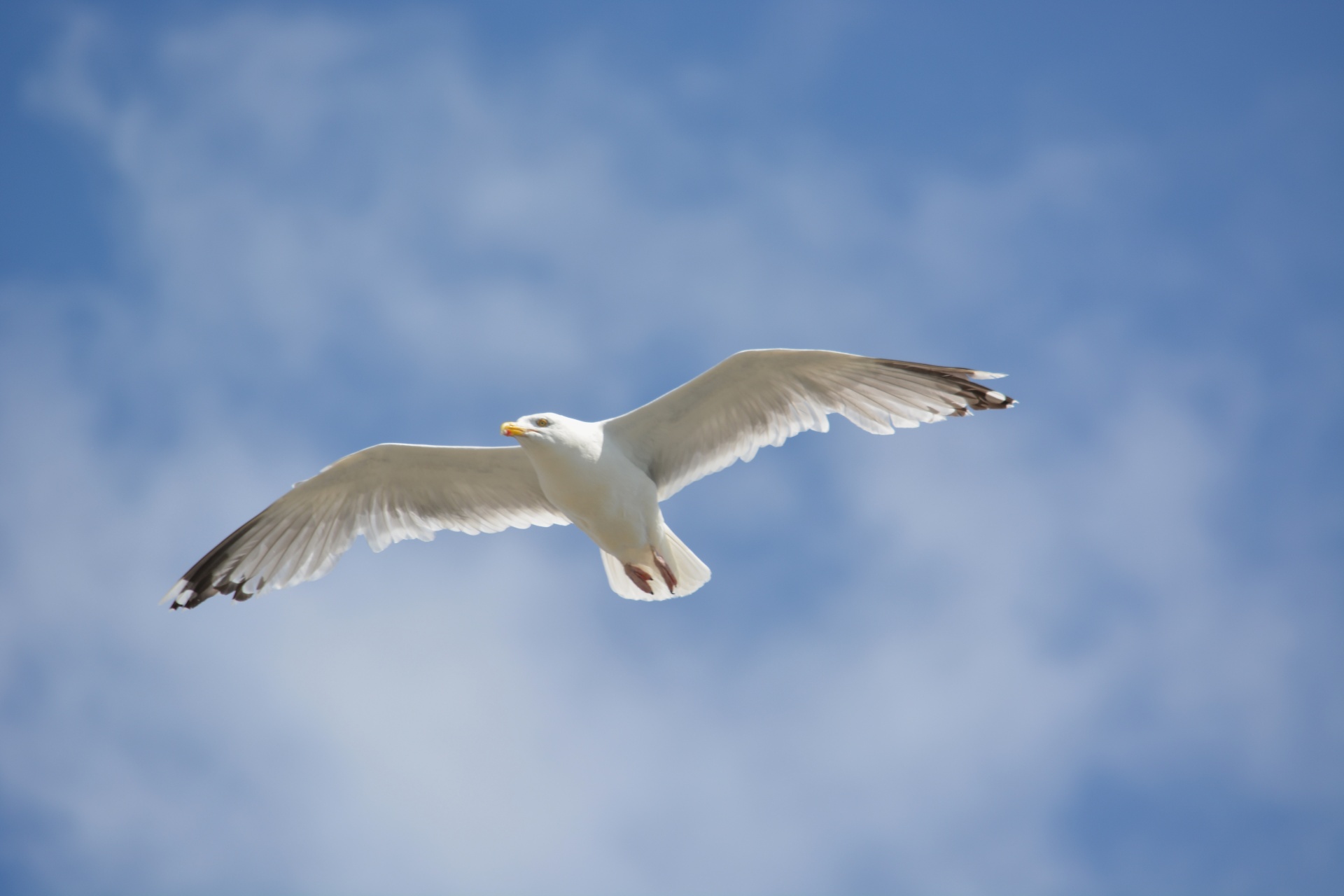seagull bird flying bird free photo