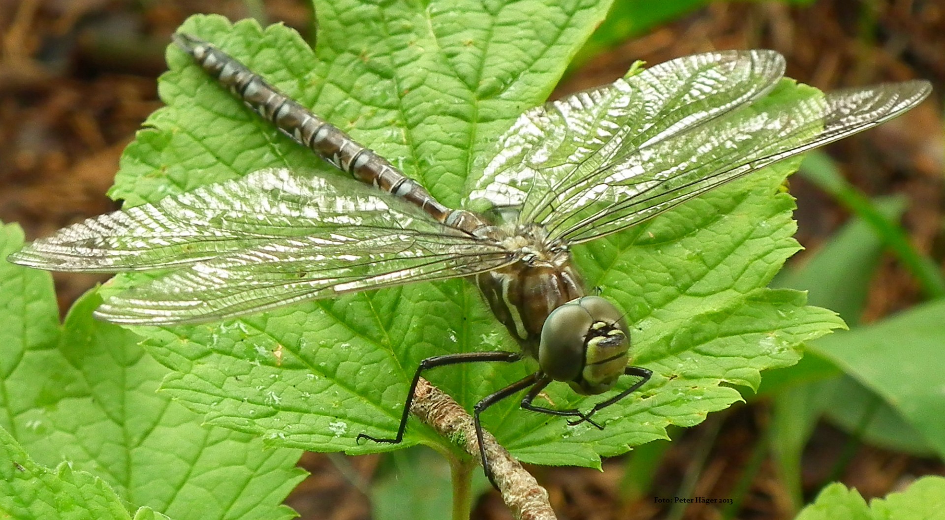 swedish dragonfly dragonfly a large dragonfly free photo