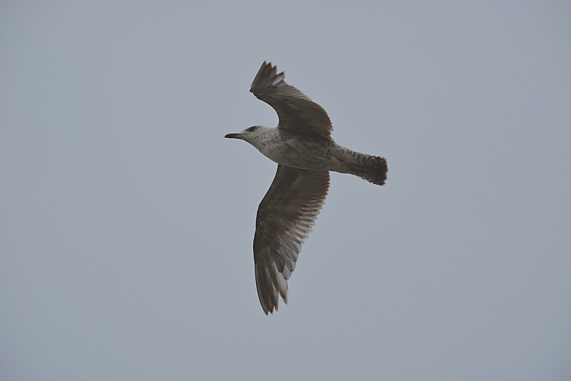 bird gull wildlife free photo