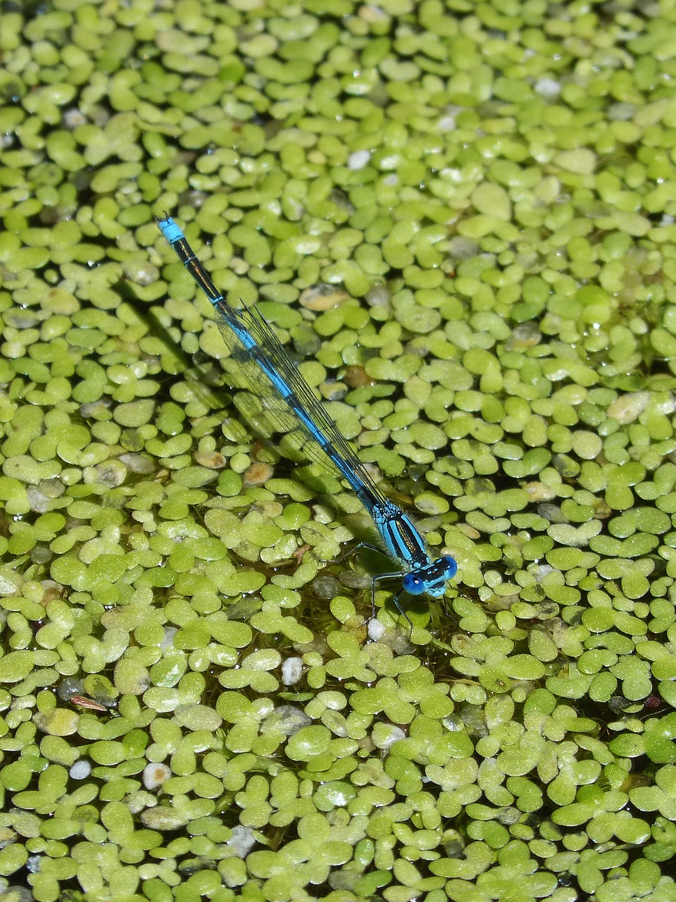 enallagama cyathigerum blue dragonfly pond free photo
