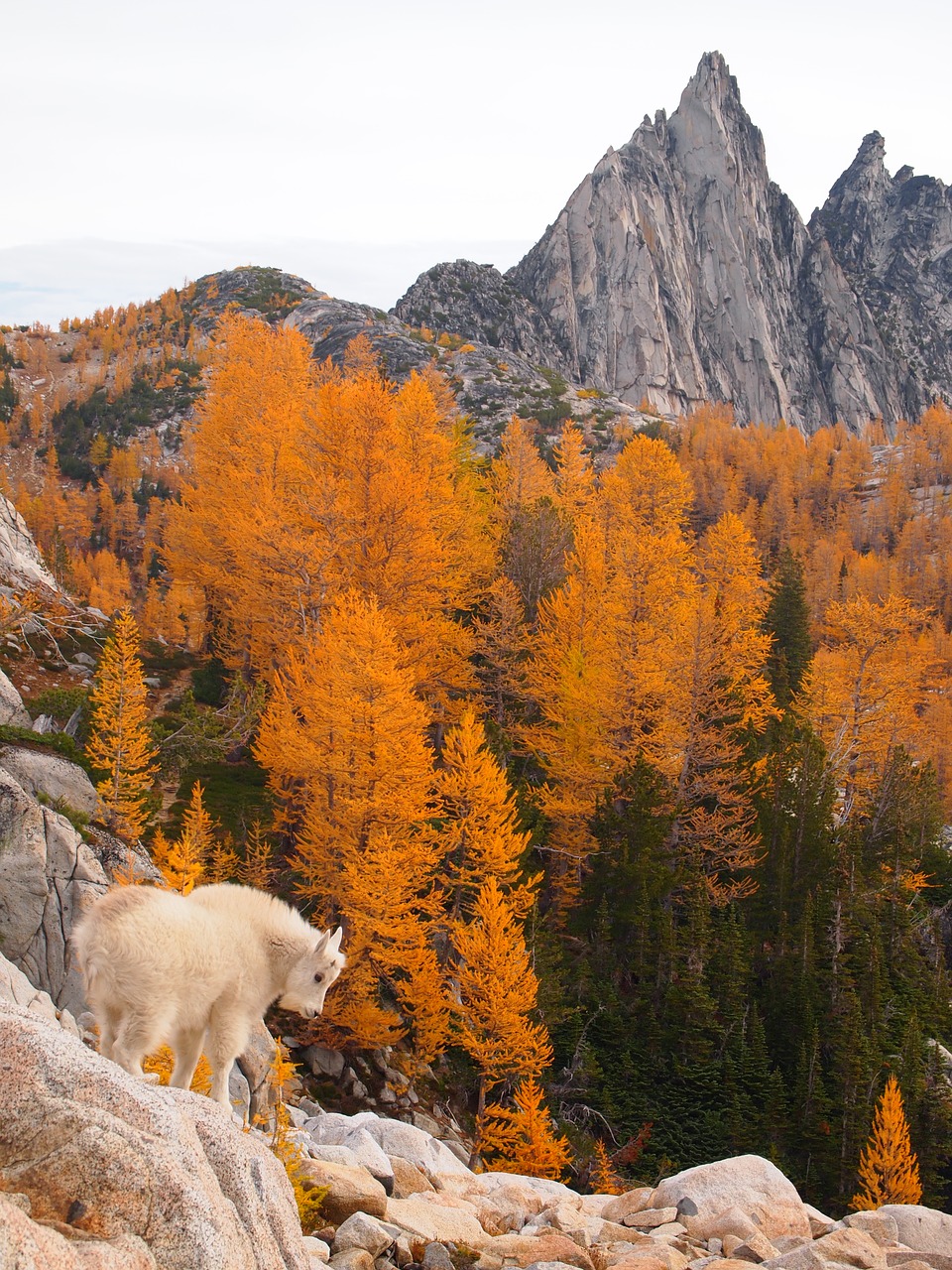 enchantments  cascade mountains  mountain goat kid free photo