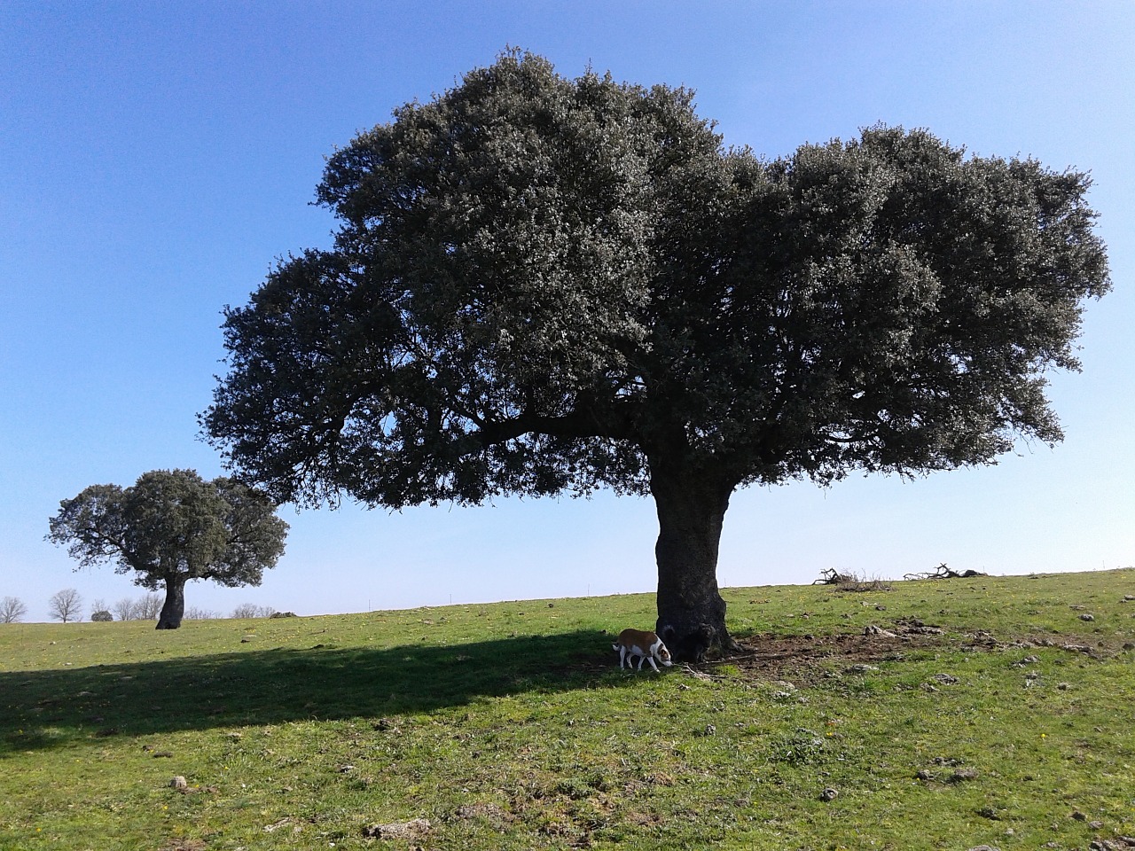 encina tree cipérez free photo