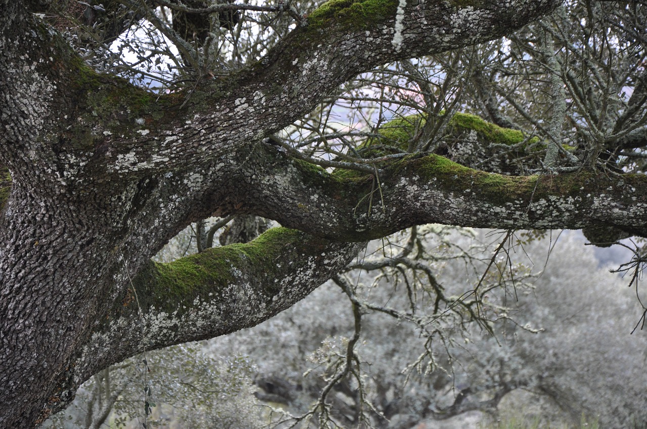 encina autumn tree free photo