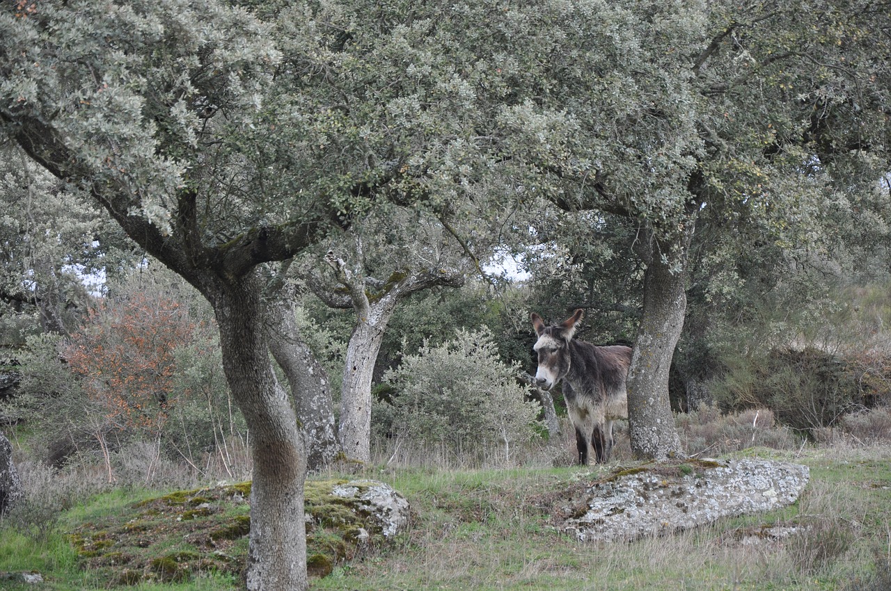 encina donkey nature free photo