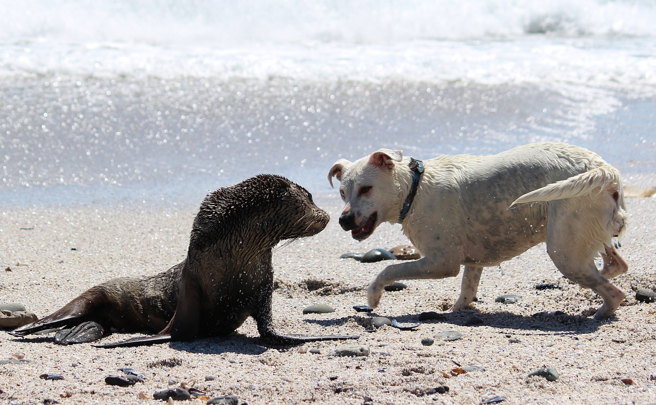 encounter seal dog free photo