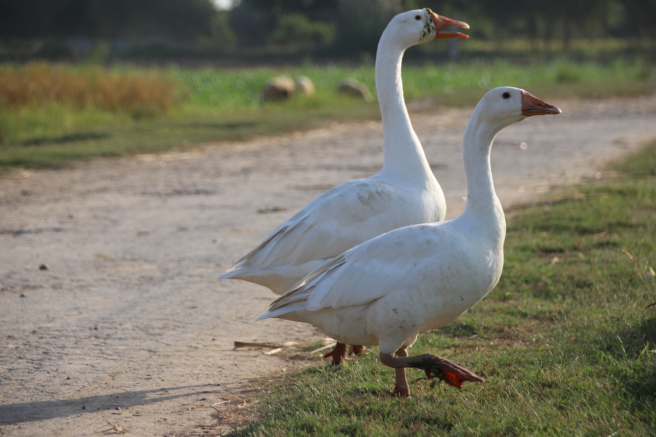 end  bird  nature free photo