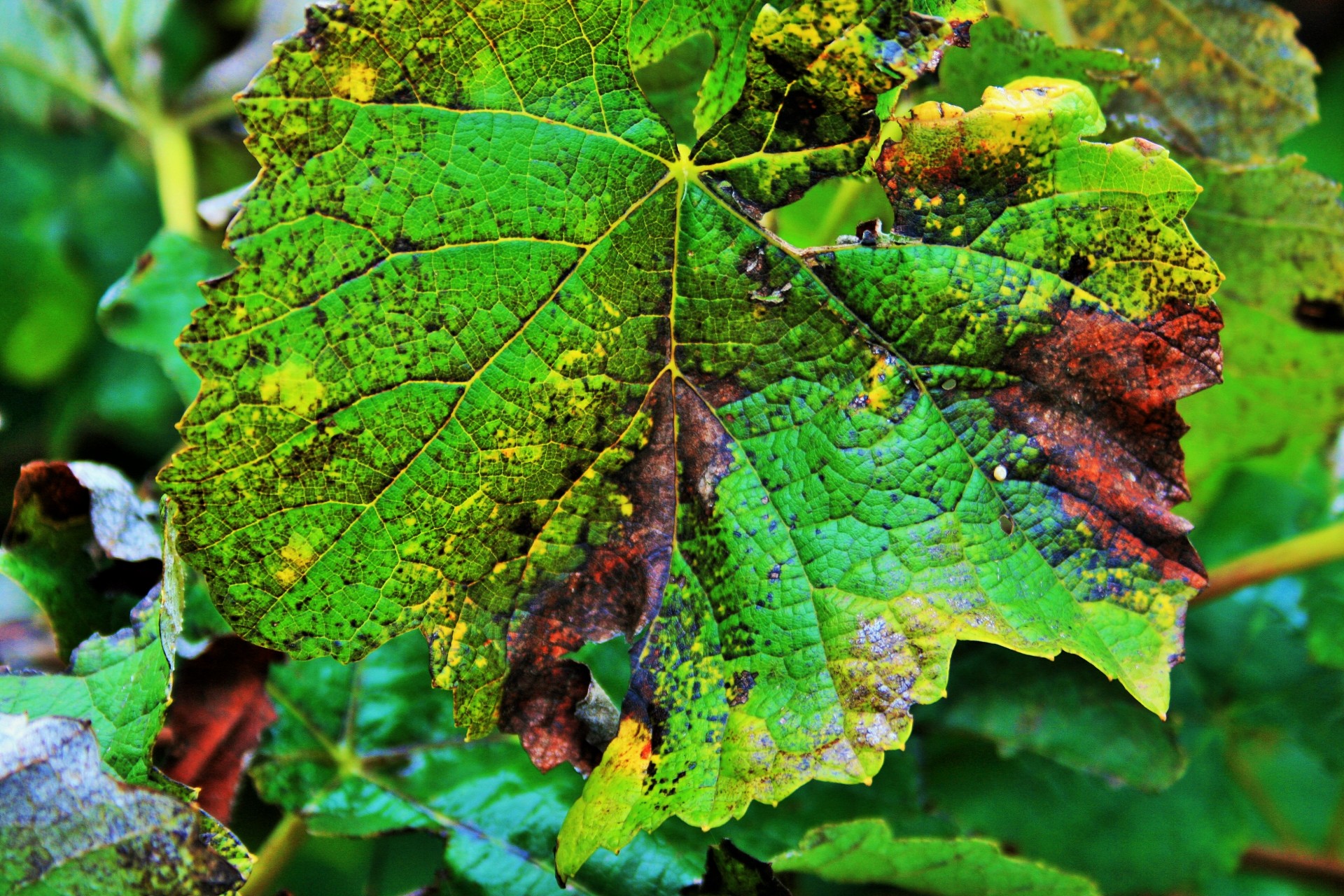 vine grape leaf free photo