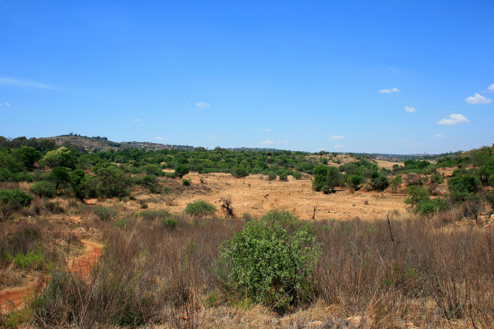 semi pen thicket habitat groenkloof nature reserve free photo