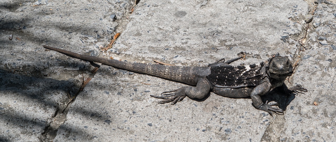 endangered black iguana reptile free photo