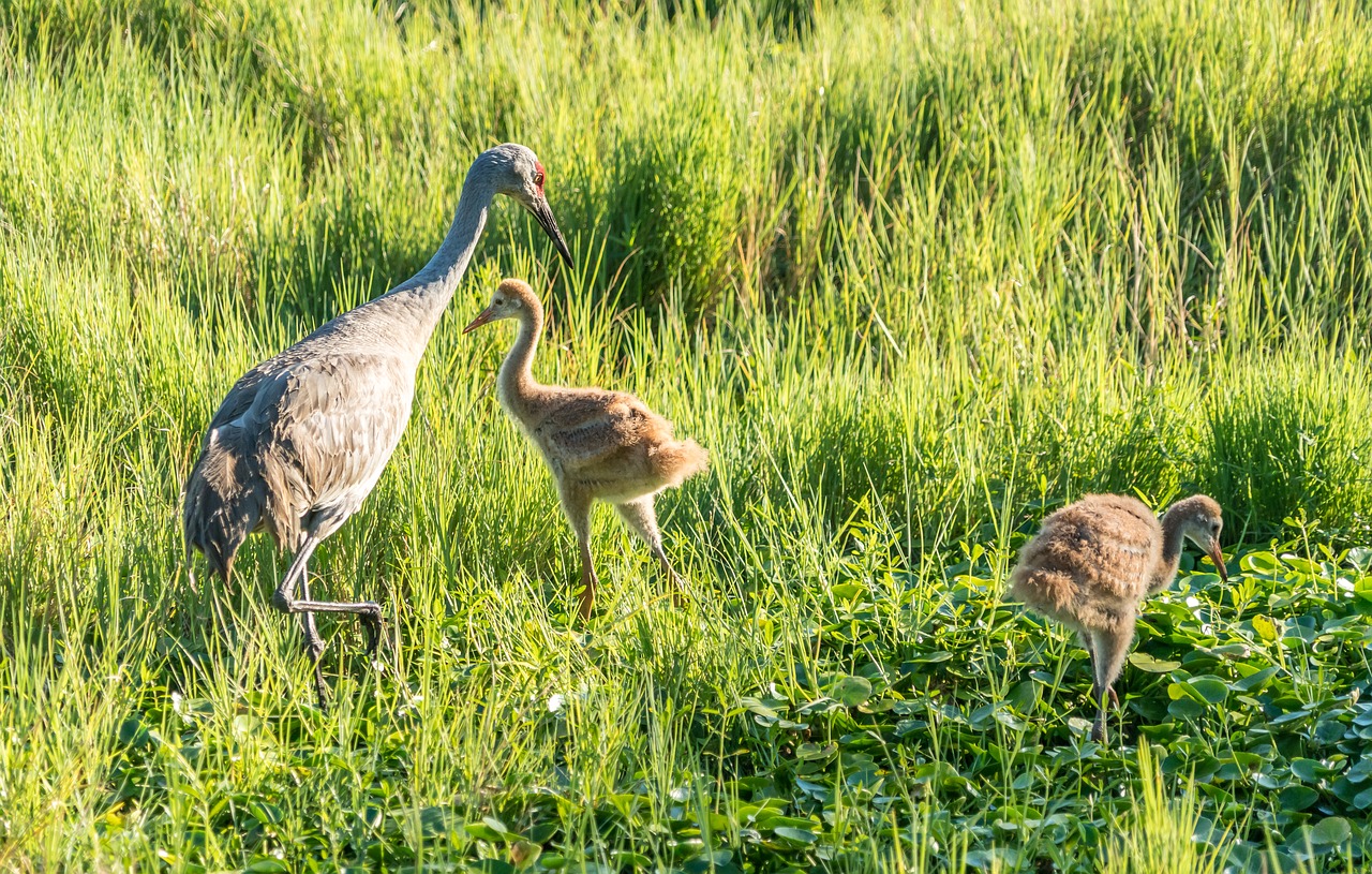 endangered  sand hill cranes  mother free photo