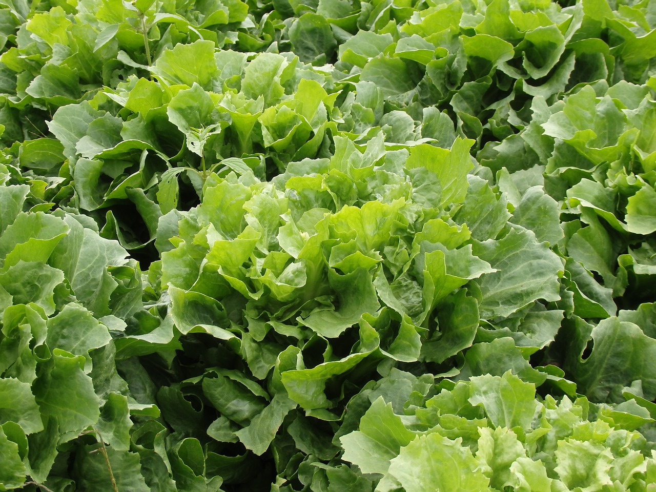 endive salad lettuce green salad free photo