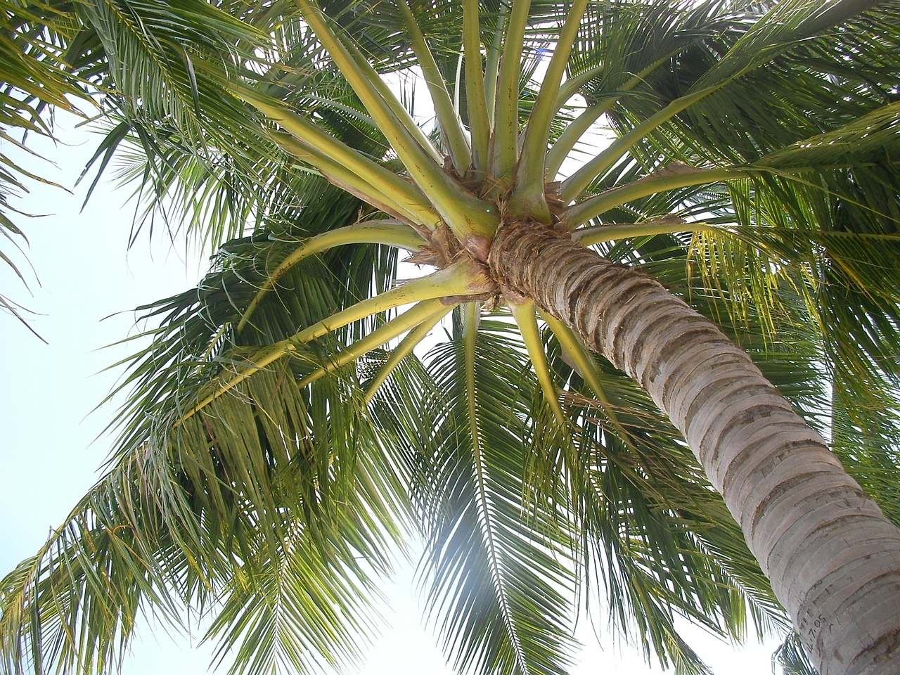 endless summer palm fruit south island free photo