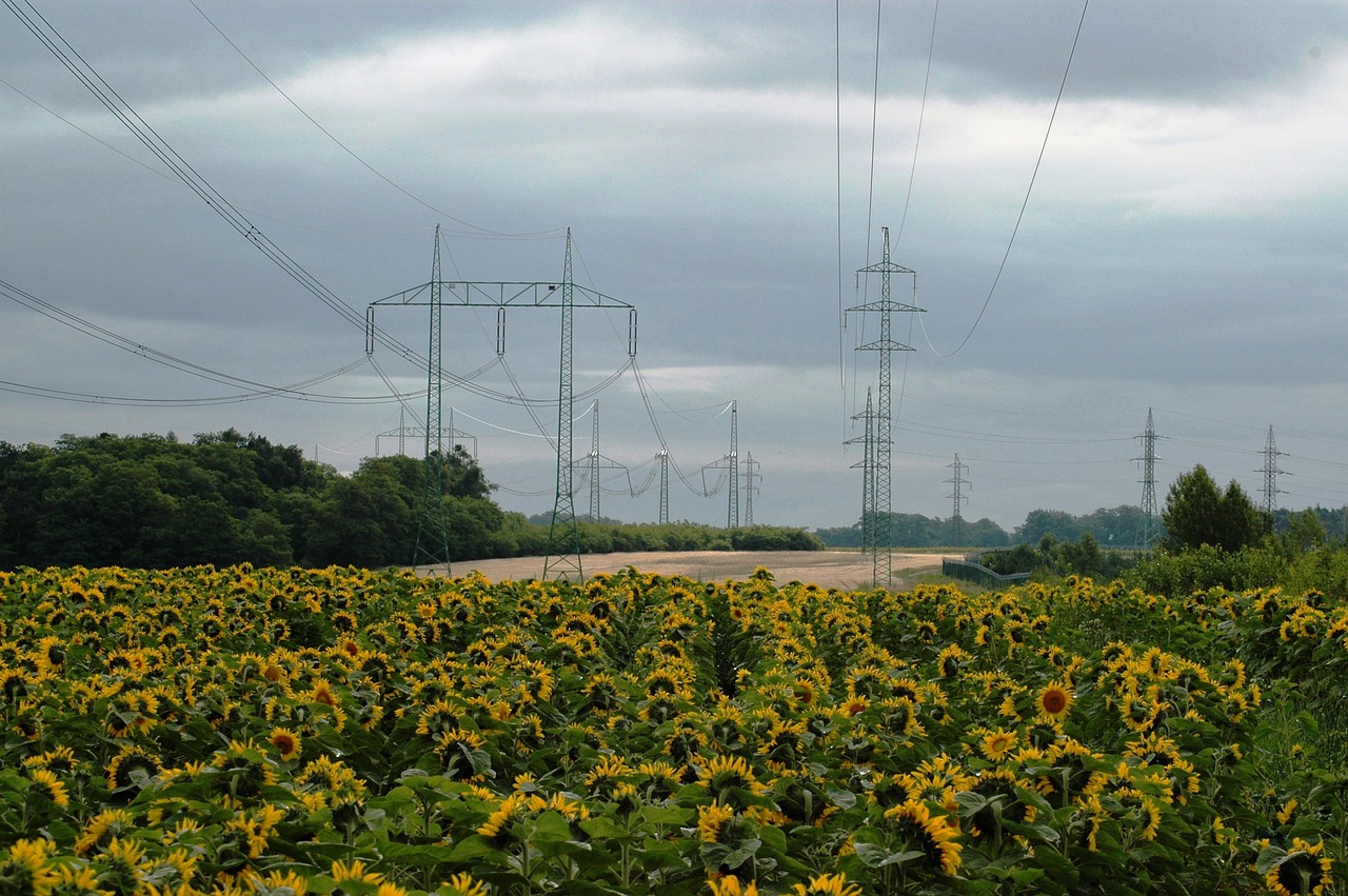 energy sky sunflower free photo