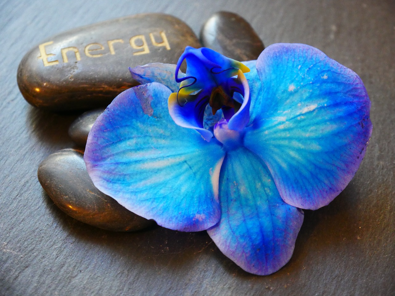 energy  wellness  orchid free photo