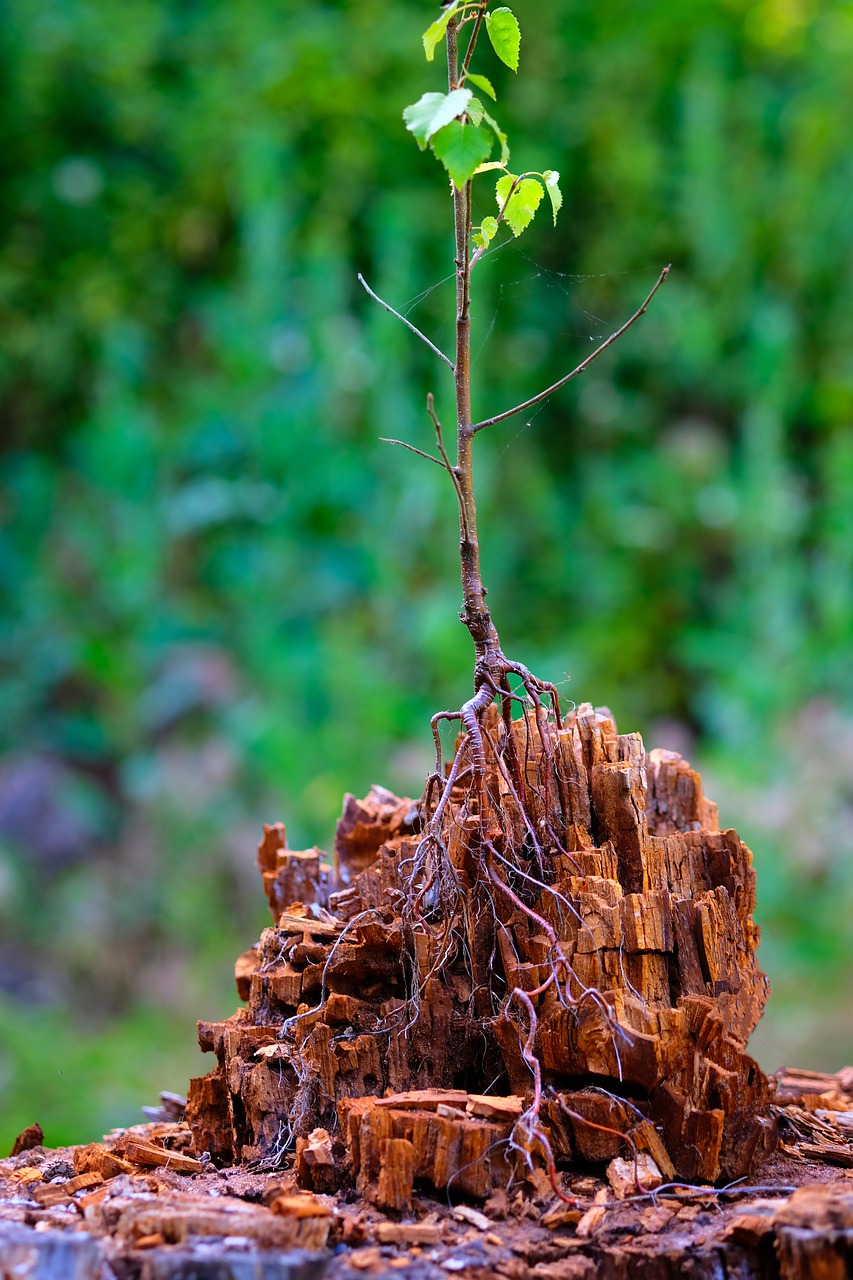 engine  tree  shoots free photo