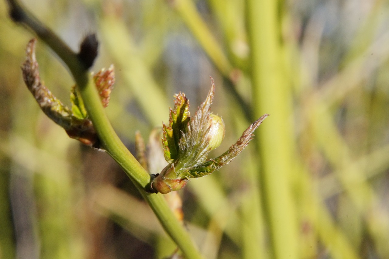 engine sprout spring free photo