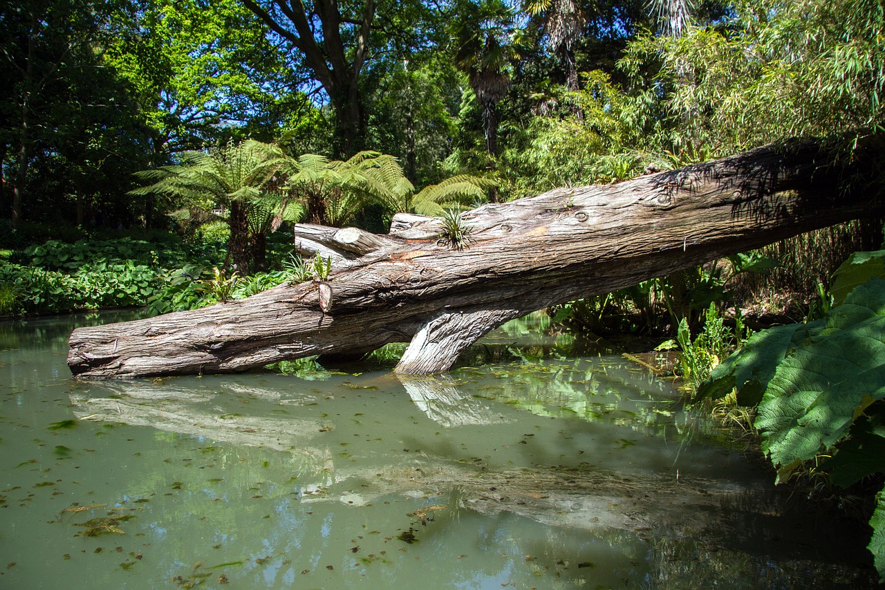 swamp wood pond free photo