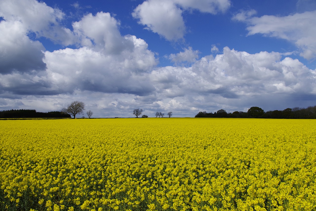 england oilseed rape yellow free photo