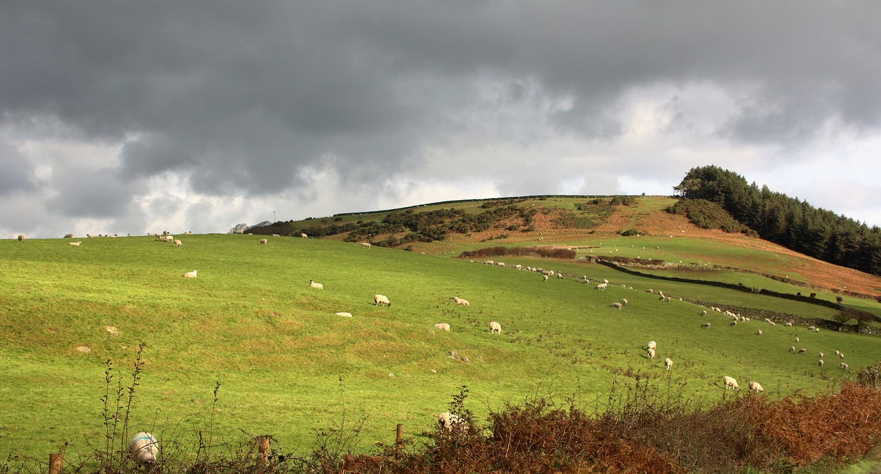 england pasture sheep free photo