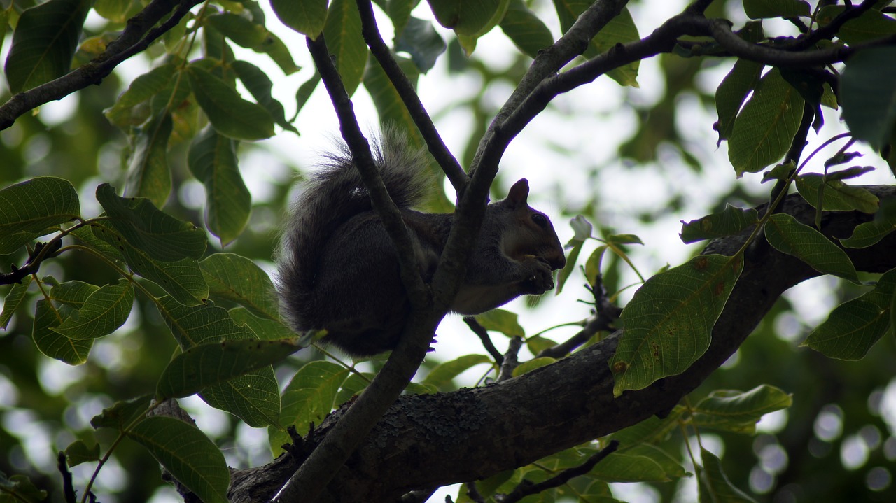 england  squirrel  tree free photo