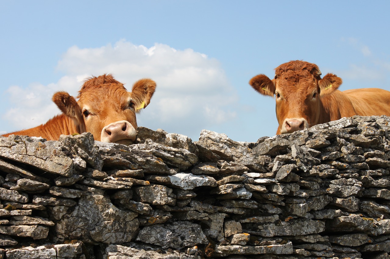 england  cows  wall free photo