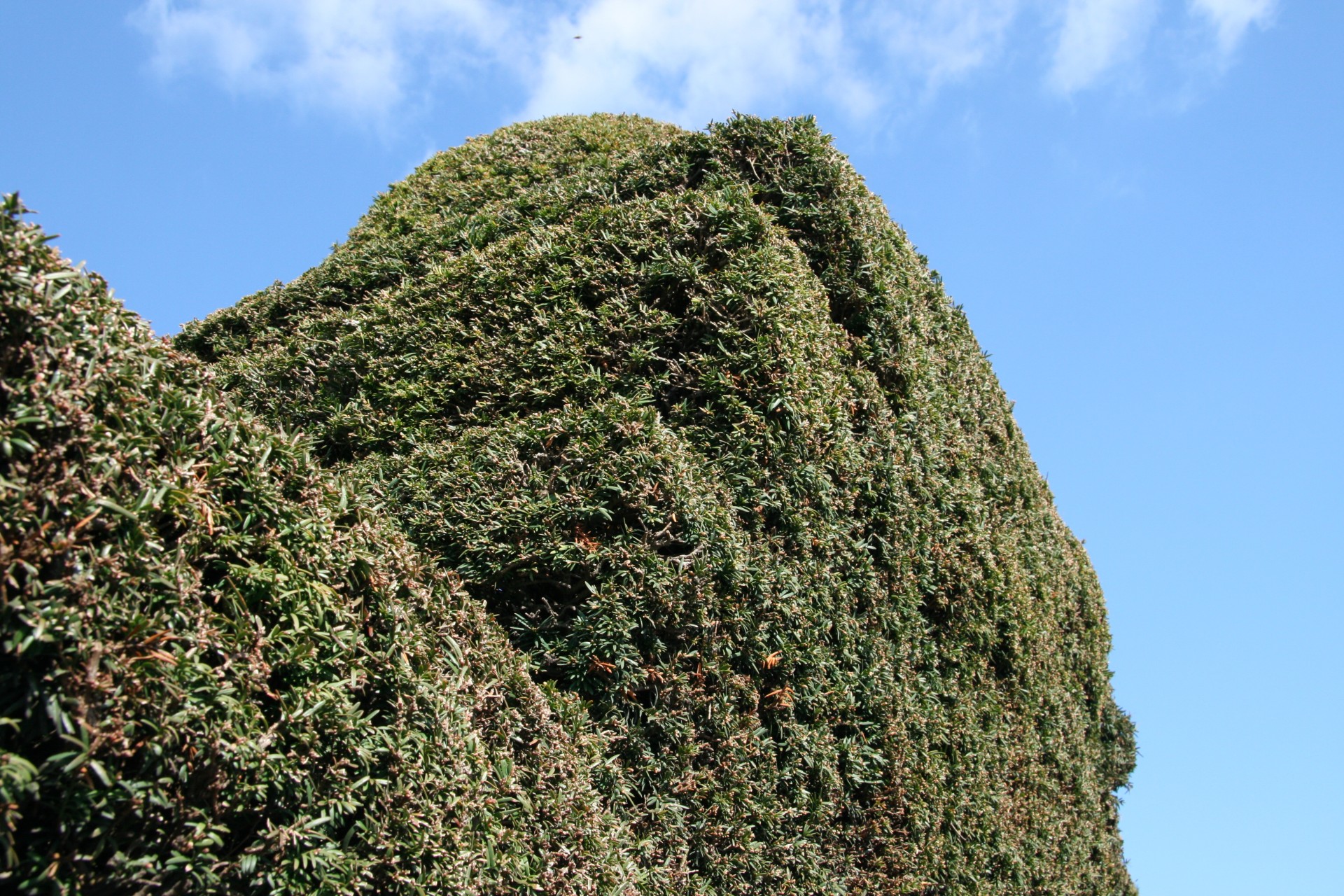 england garden hedges free photo